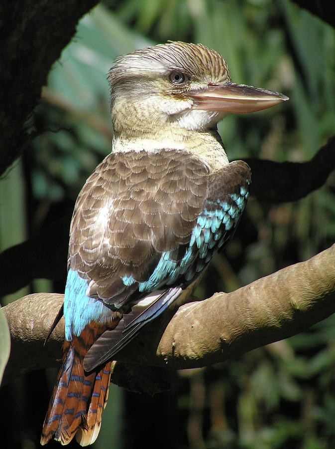 kookaburra teddy