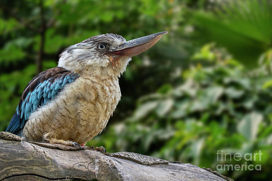 Blue-winged Kookaburra Photograph by Arterra Picture Library