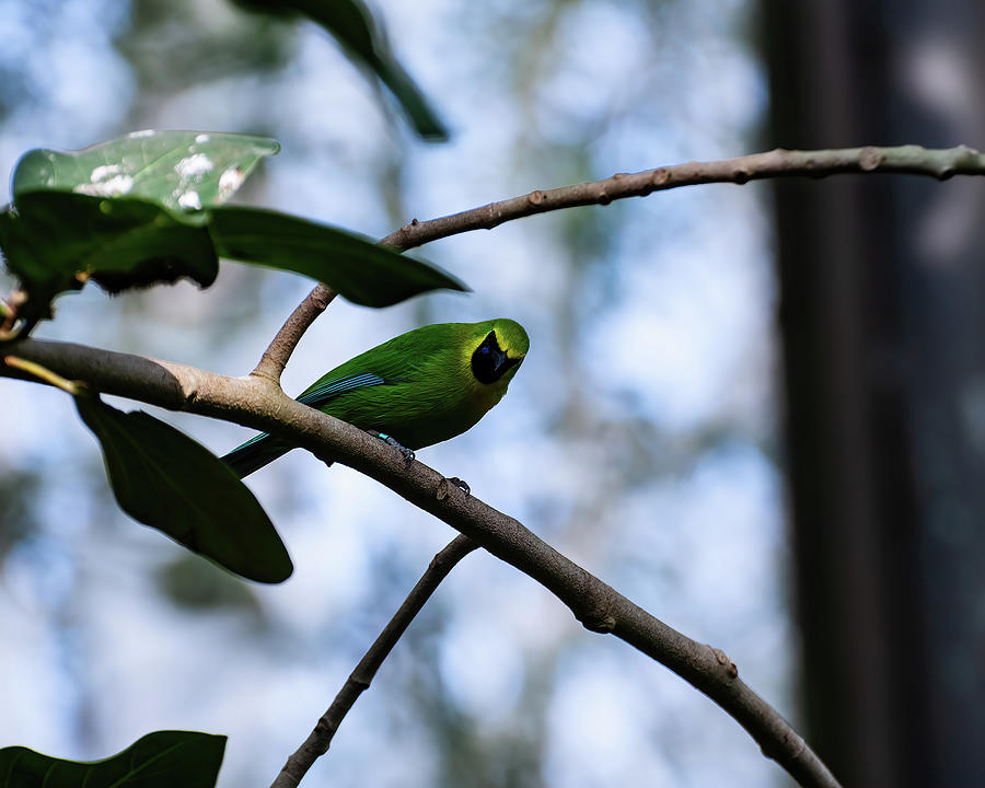 Blue winged leaf bird Photograph by Flees Photos