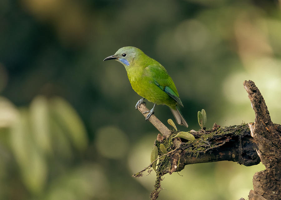 Blue winged leafbird Photograph by Oleg Tokarev - Fine Art America