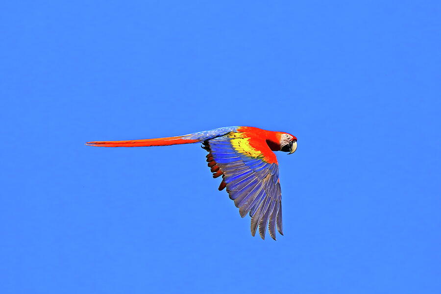 Blue winged Macaw Photograph by Alex Nikitsin - Pixels