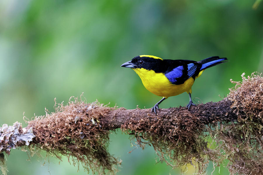 Blue-winged Mountain-Tanager - 2022122511 Photograph by Mike Timmons ...