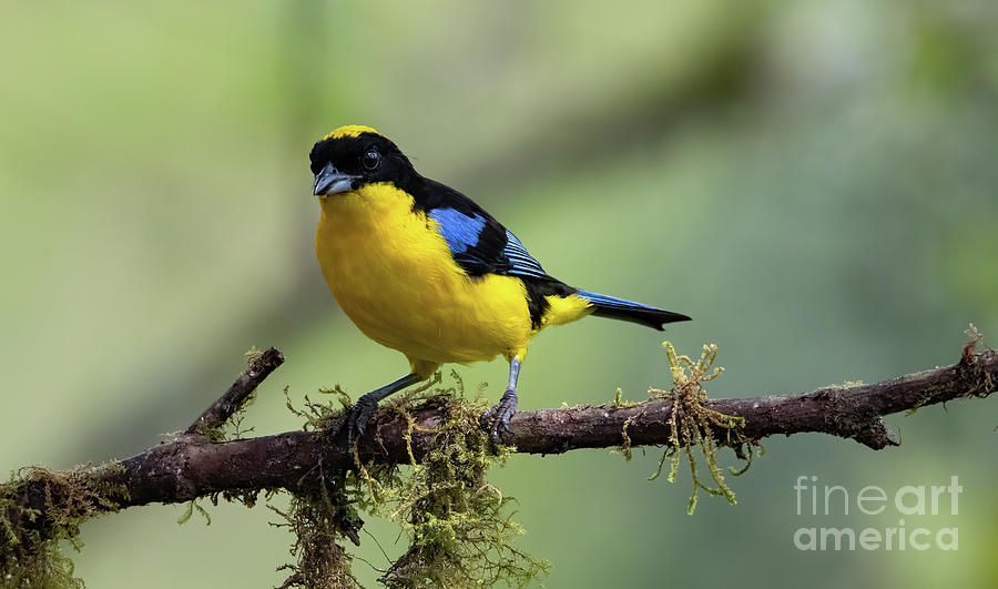 Blue Winged Mountain Tanager Photograph by Ed McDermott