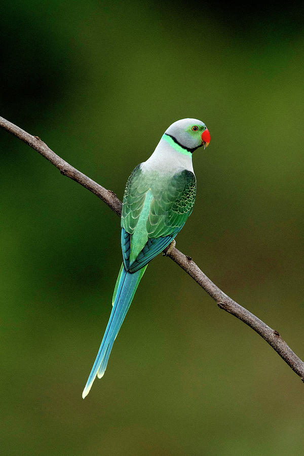 green winged parakeet