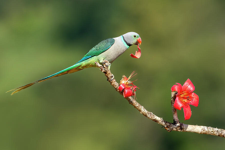 Blue Winged Parakeet Feasting Photograph by Ramabhadran Thirupattur