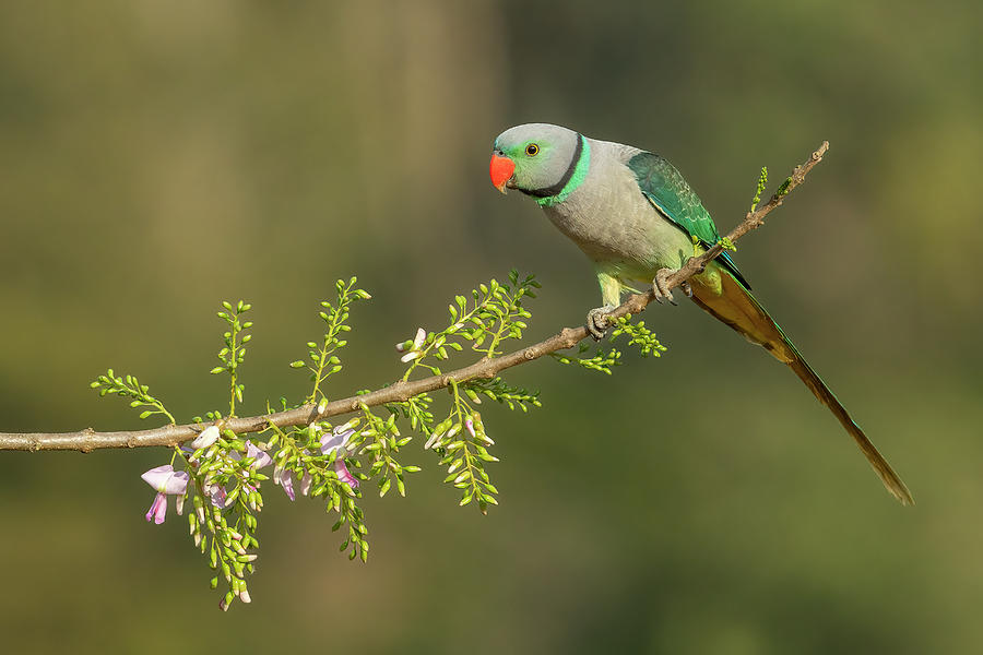 Blue Winged Parakeet Photograph by Ramabhadran Thirupattur