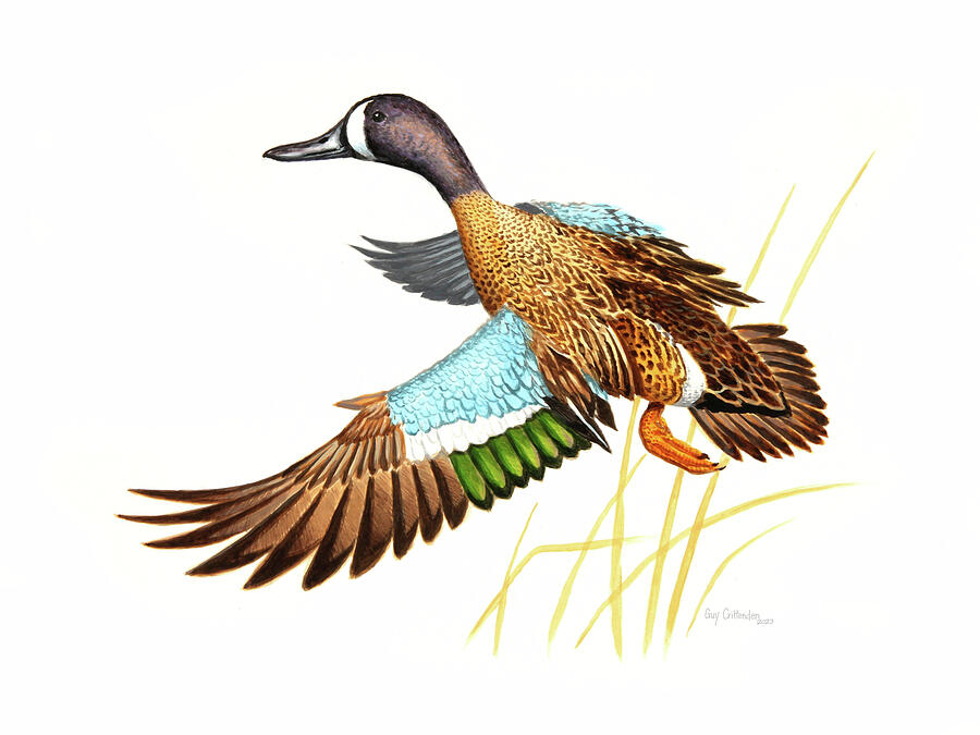 Blue-winged Teal Acrylic Painting by Guy Crittenden