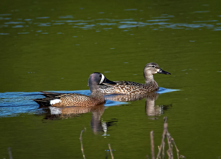Blue Winged Teal Photograph by Brian Shoemaker