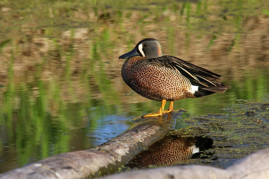 Blue Winged Teal Photograph by Brook Burling