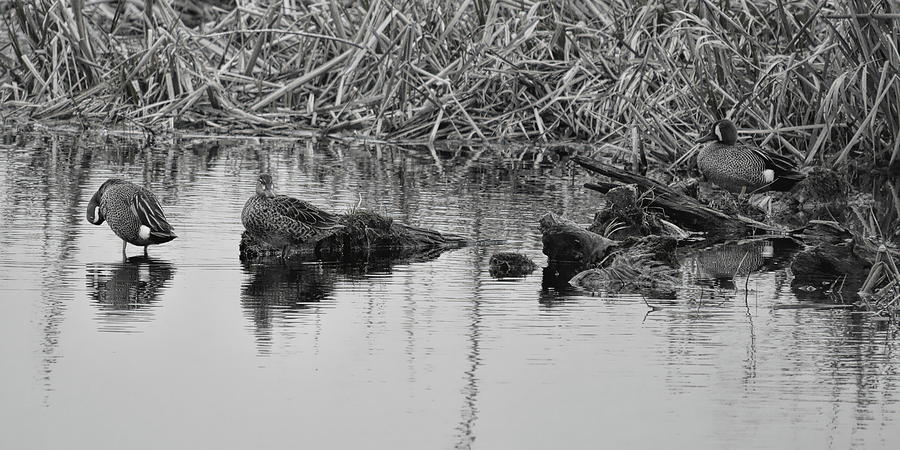 Blue-Winged Teal BW Pano Photograph by Dale Kauzlaric