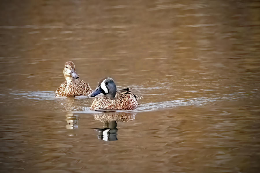 Blue Winged Teal Couple Photograph by Ira Marcus