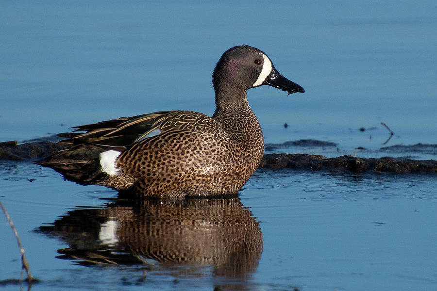 Blue-winged Teal Drake Photograph by Cascade Colors