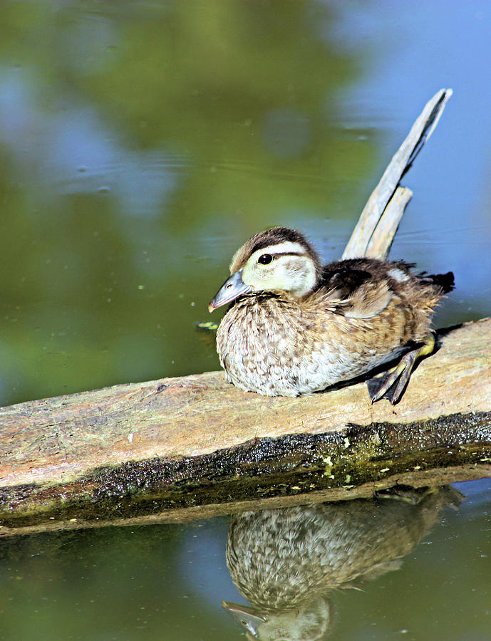 Blue Winged Teal Duckling Photograph by Kristin Elmquist