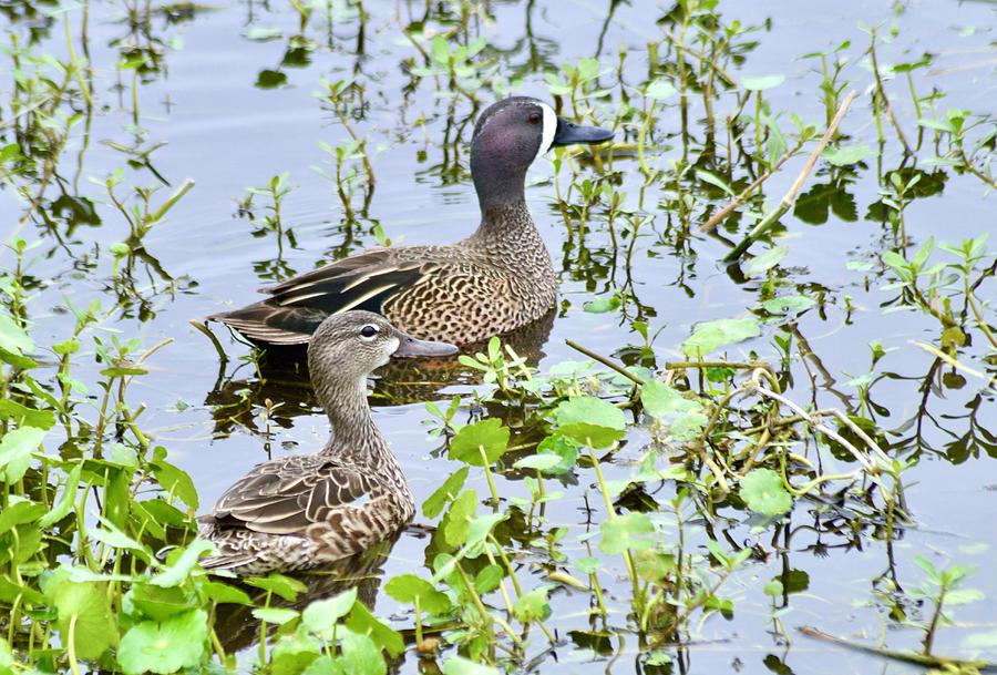 Blue-Winged Teal Ducks Photograph by Warren Thompson