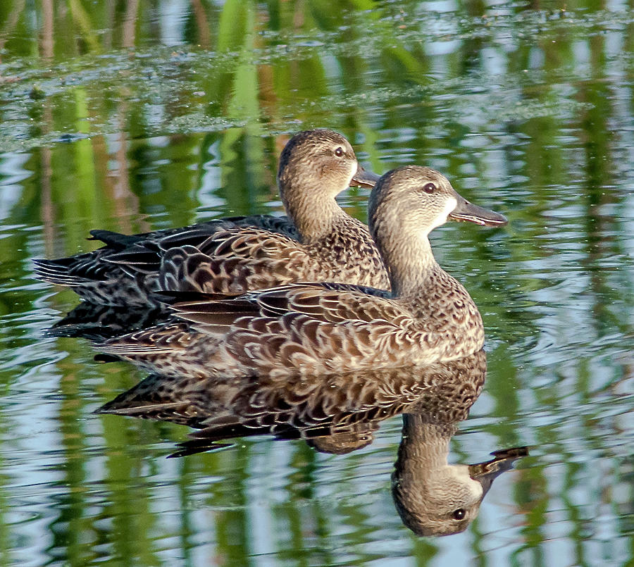 Blue Winged Teal Hens Photograph
