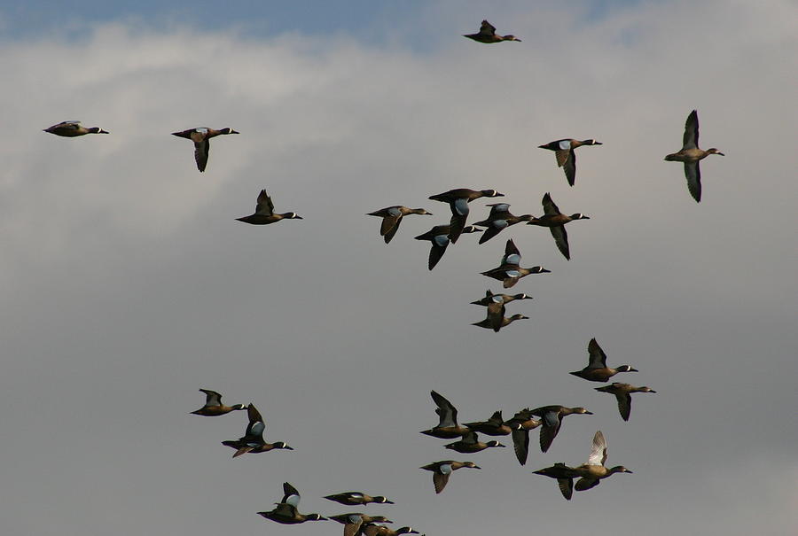 Blue-winged Teal in Flight Photograph by Callen Harty