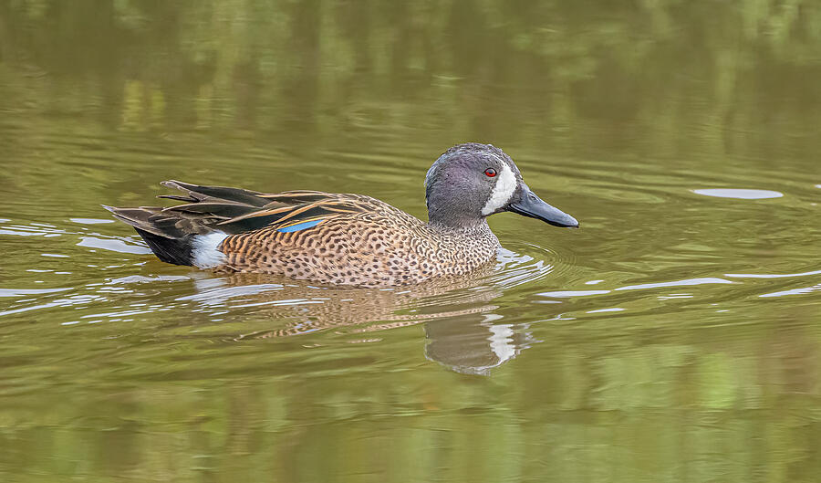 Blue Winged Teal In Winter Photograph by Morris Finkelstein - Fine Art ...