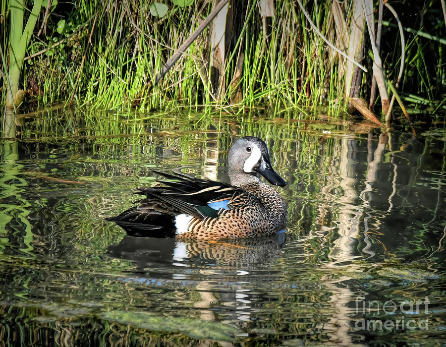 Blue-winged Teal Photograph