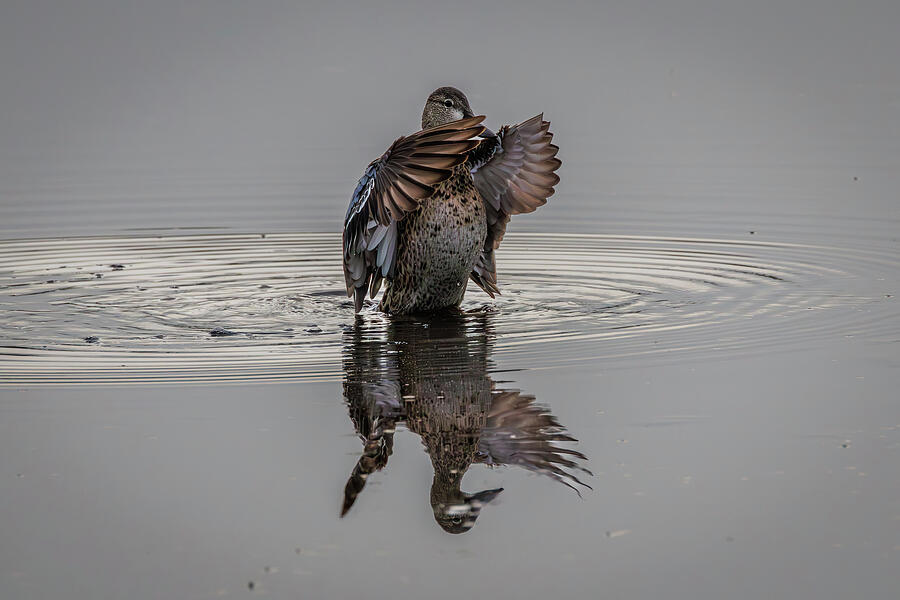 Blue-Winged Teal Photograph by Les Greenwood