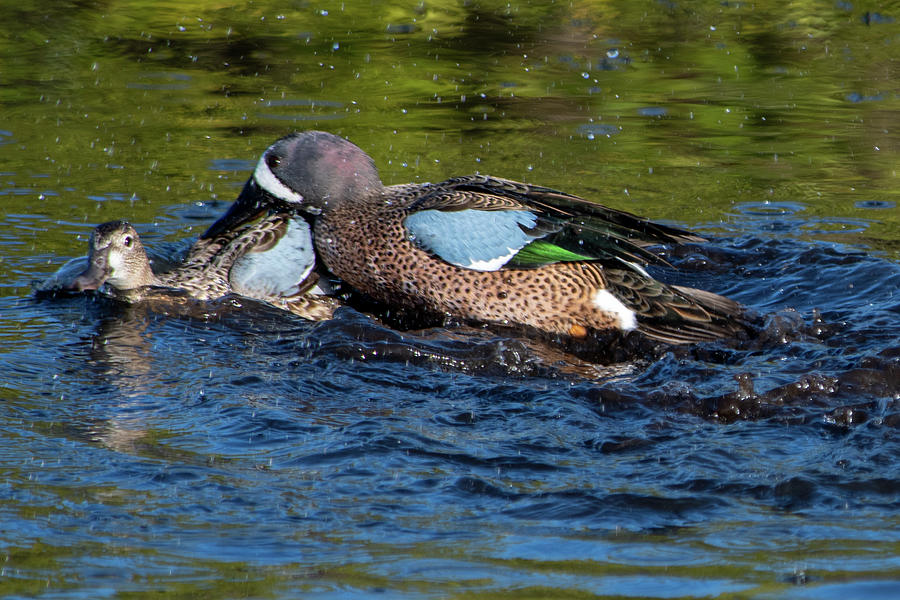 Blue-Winged Teal Mating Photograph by Bradford Martin