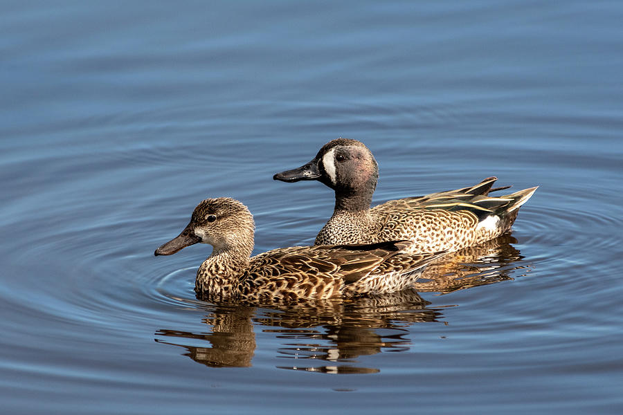 Blue Winged Teal Pair Photograph by Bradford Martin