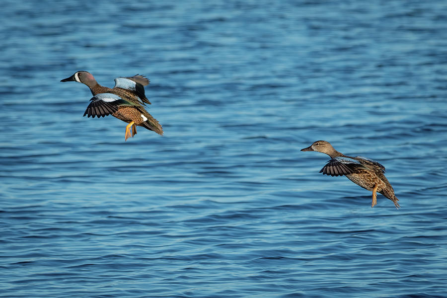 Blue - Winged Teal Pair in Flight Photograph by Bradford Martin