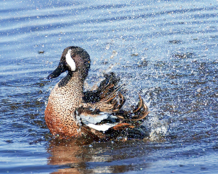 Blue-winged Teal Splash Photograph by Patti Deters