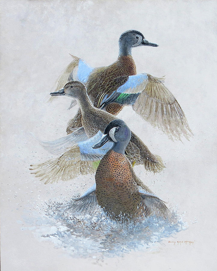 Blue-winged Teal Taking Off Painting by Barry Kent MacKay
