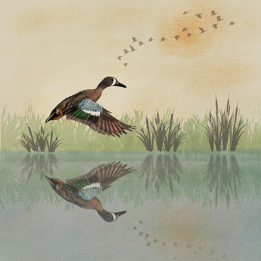 Blue-winged Teal Watercolor Reflection Mixed Media by Patti Deters