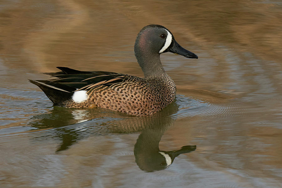Birds Photograph - Blue-winged Teal, Yolo County California by Doug Herr Birds Photograph - Blue-winged Teal, Yolo County California by Doug Herr