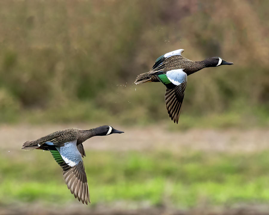 Blue-winged Teals in flight Photograph by Jaki Miller