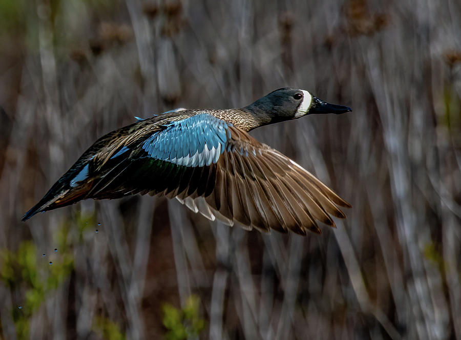 Blue Winged Teal in flight Photograph by Brian Shoemaker