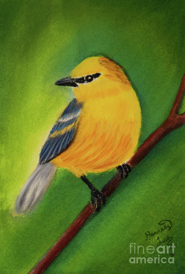 Blue Winged Warbler Mixed Media by Dorothy Lee