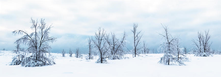 Blue Winter Scene - Desolate Forest Photograph by Patti Deters