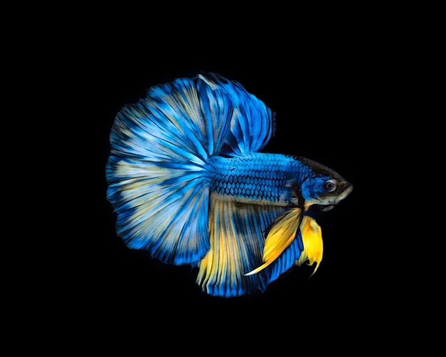 Blue With Yellowfins Halfmoon Betta Fish On Black Background Digital Art by  Scott Wallace Digital Designs - Pixels