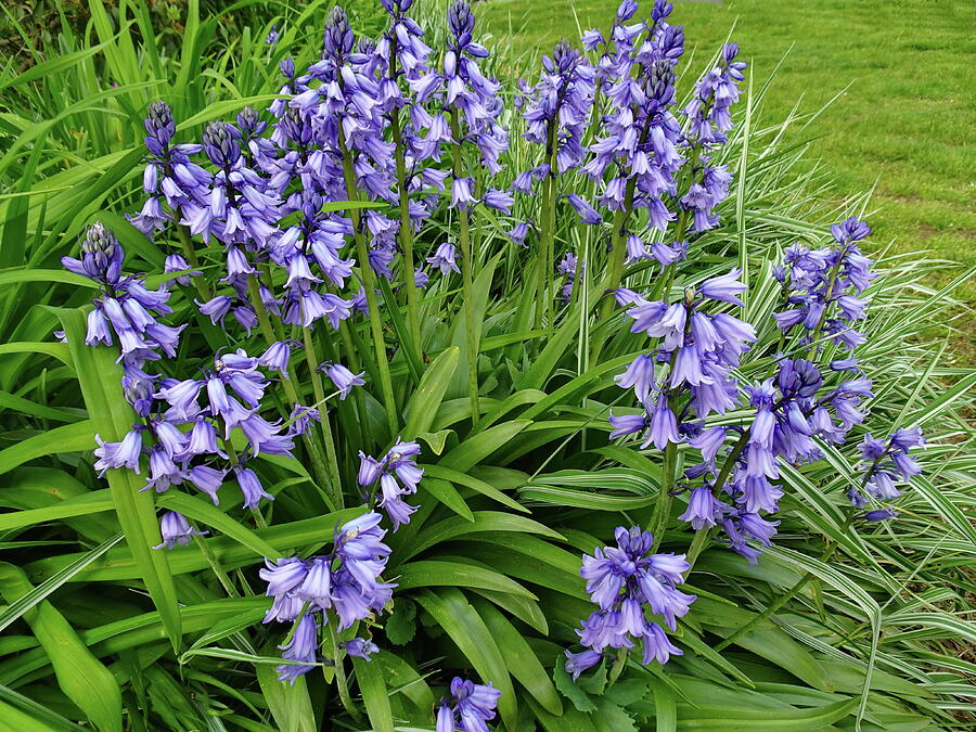 Blue Wood Hyacinths Photograph by Lyuba Filatova
