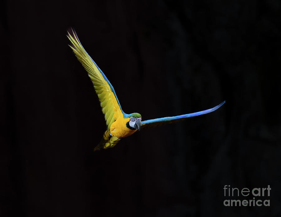 Blue Yellow Macaw Photograph by Patrick Nowotny
