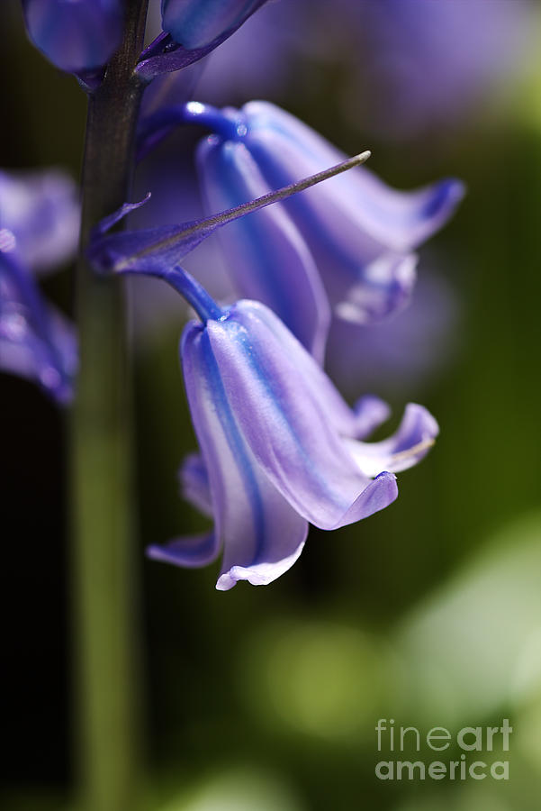 Asparagus Photograph - Bluebell Blues by Joy Watson