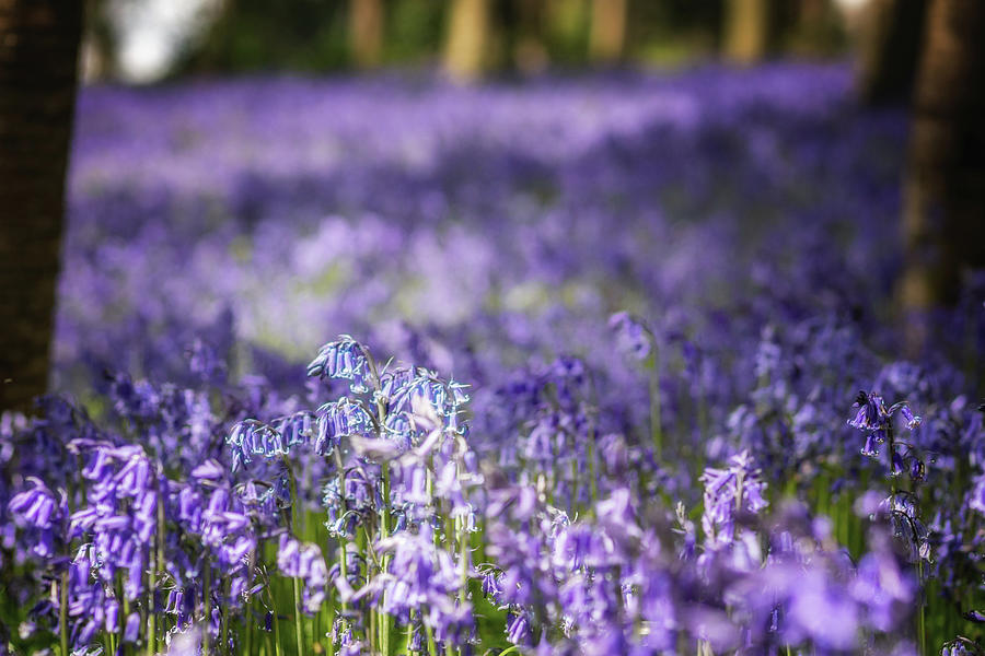 Bluebell Carpet Photograph by Framing Places