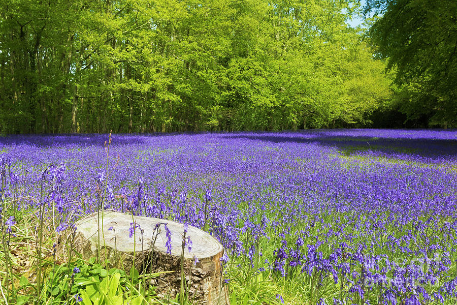 Bluebell Carpet Photograph by Terri Waters