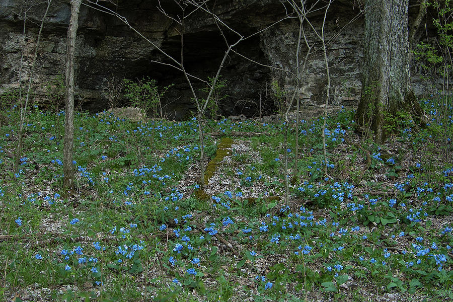 Bluebell Cave Photograph