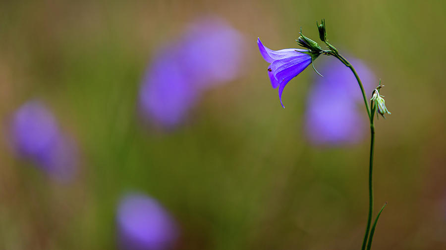 Bluebell Photograph by Dennis Swena