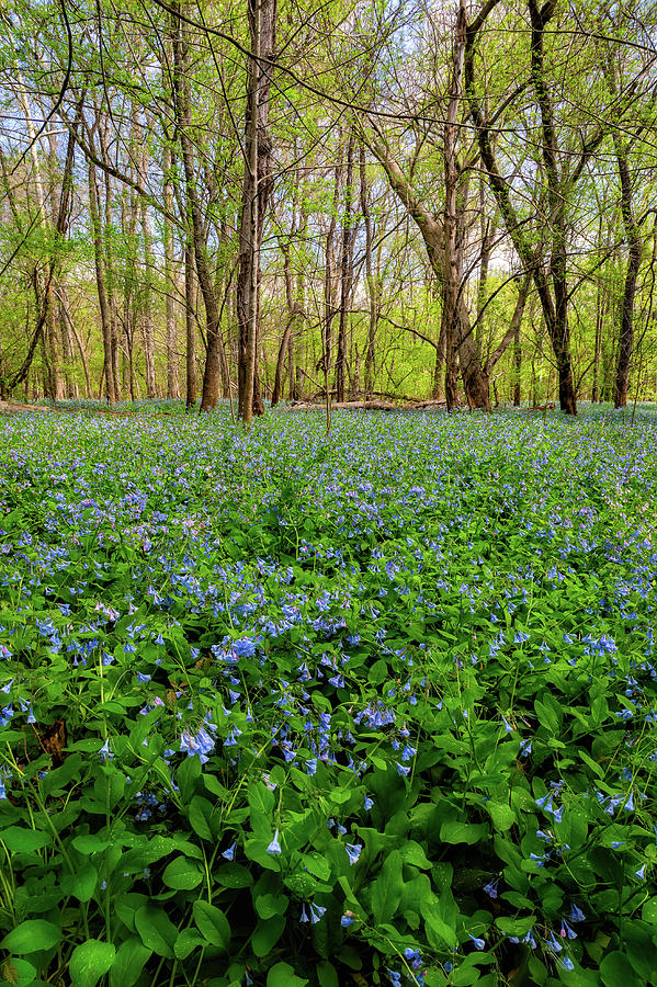 Bluebell Field Photograph by C  Renee Martin