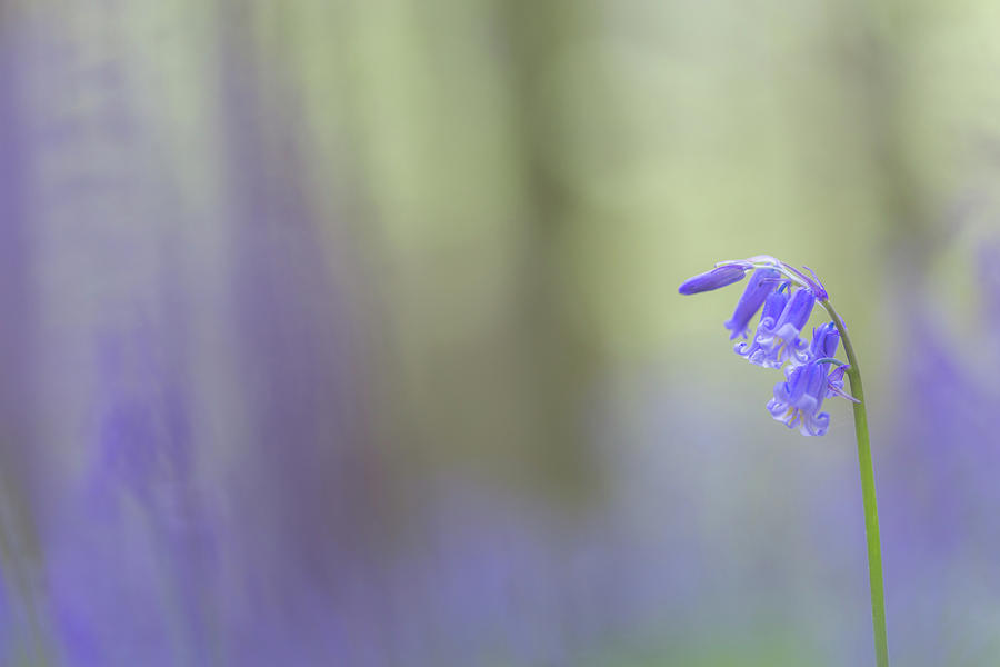 Bluebell flower Photograph by Anita Nicholson