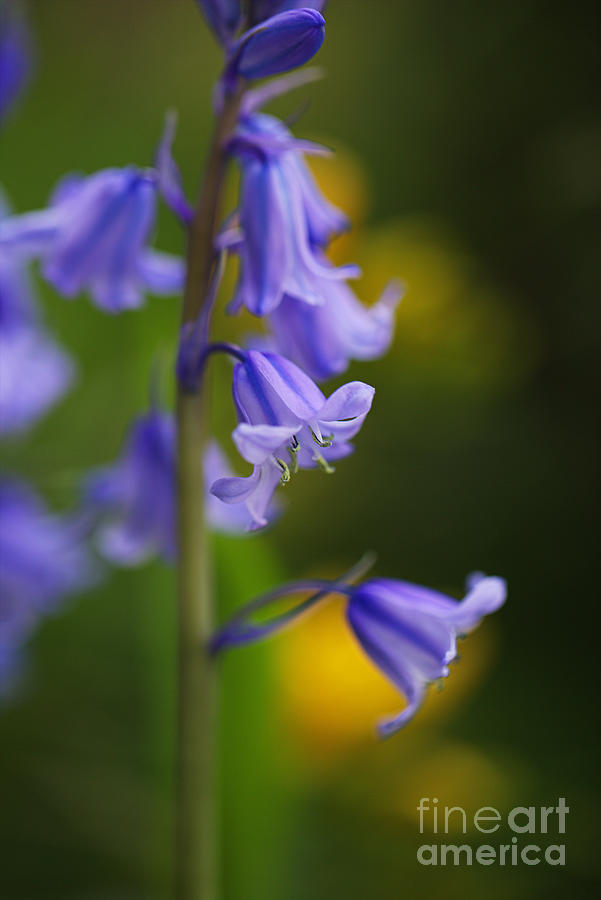 Spring Photograph - Bluebell Flower Delicate Bloom  by Joy Watson