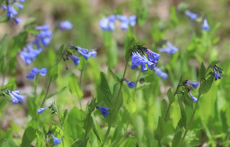 Bluebell Flower Field Photograph by Dan Sproul