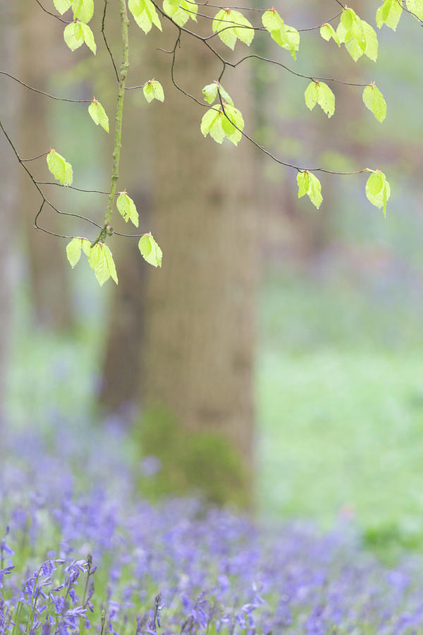 Bluebell flowers and beech tree leaves Photograph by Anita Nicholson