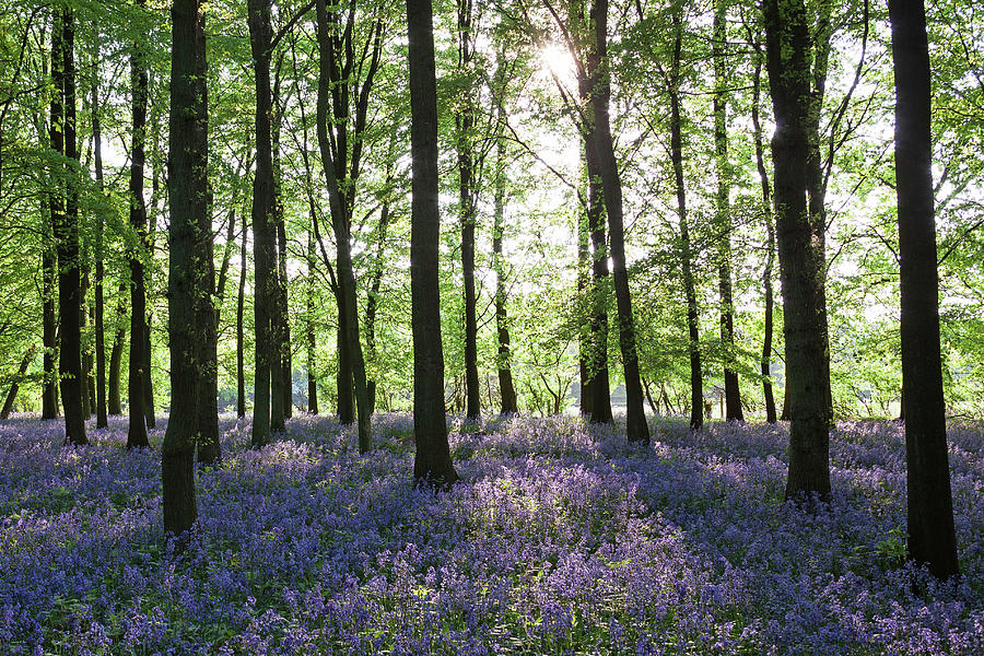 Bluebell Forest Photograph by Chris Deeney | Fine Art America