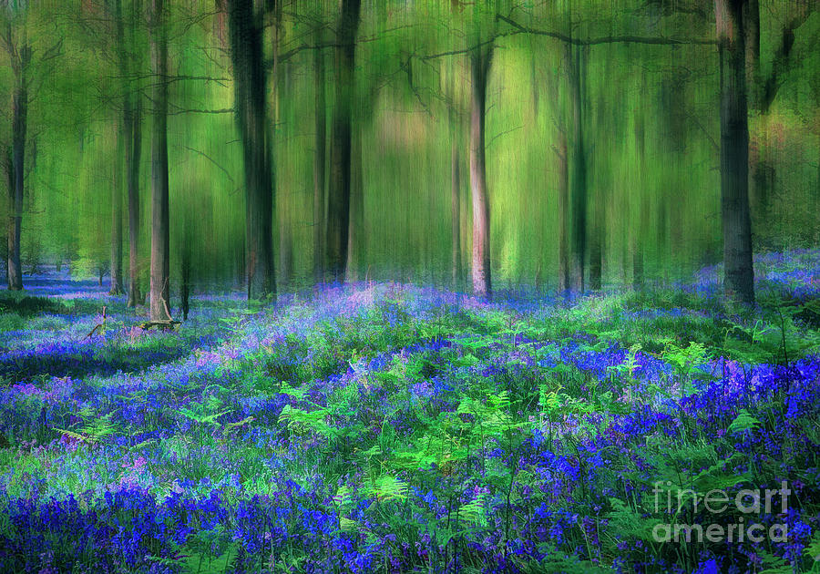 Bluebell Forest Photograph