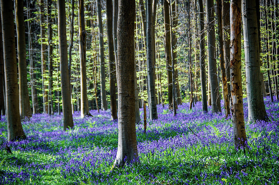 Nature Photograph - Bluebell Forest by Stephenie Nagle